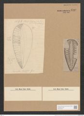 Surirella kurzii Grun. (de-Toni-Nr.: Genus 53, Species 2378) Zeichnungen Sammlung Grunow Nr. 4782 (NHMW-BOT-W0372916)